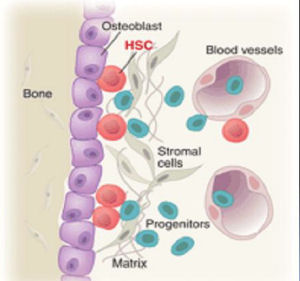 HSC Stem Cells